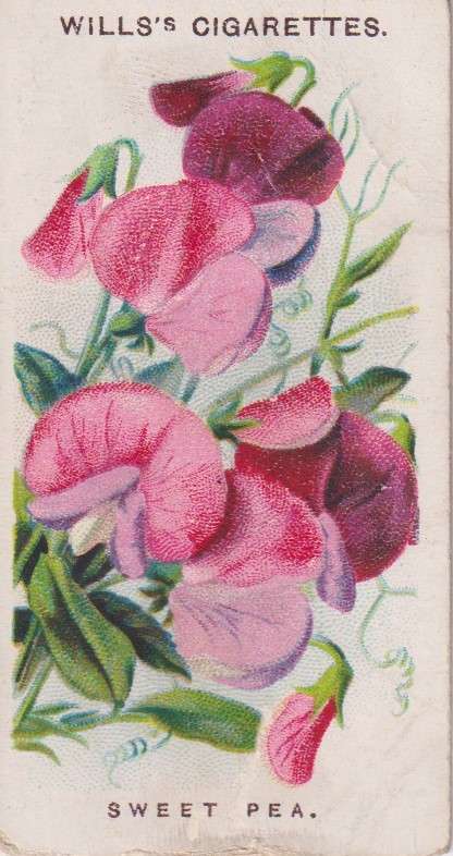 Cigarette Card Old English Garden Flower No. 33