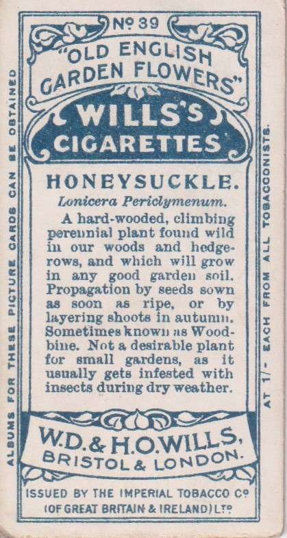Cigarette Card Old English Garden Flower No. 39