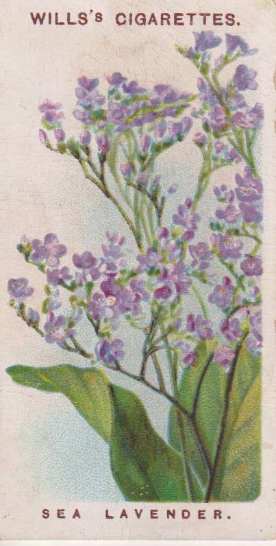 Cigarette Card Old English Garden Flower No. 39