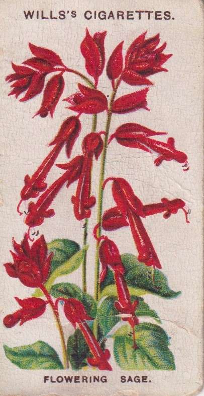 Cigarette Card Old English Garden Flower No. 3