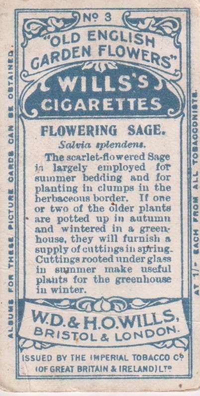 Cigarette Card Old English Garden Flower No. 3