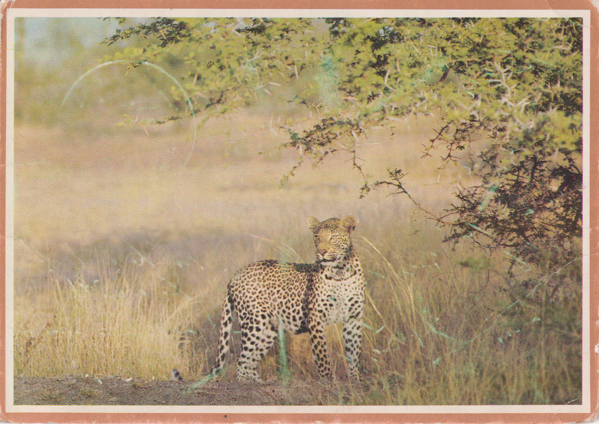 Post Cards / Maxi Card used Kruger National Park