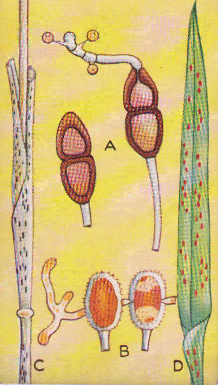 Cigarette Card This Age of Power & Wonder No. 187