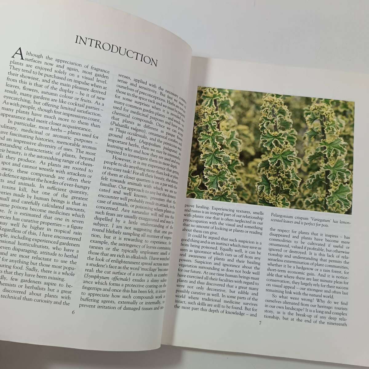 Ornamental Herbs for Your Garden by Deni Bown | Cultivation, History & Uses