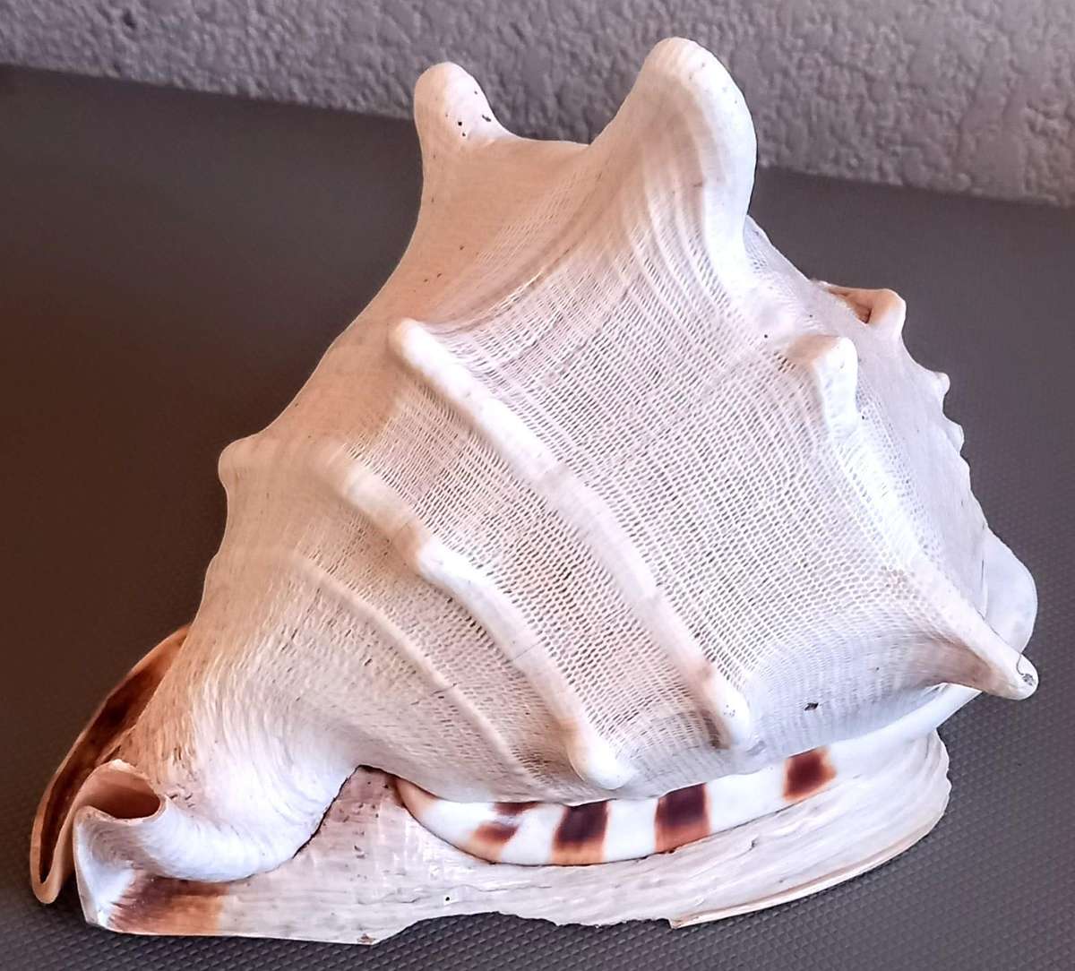 Beautiful Cassis Cornuta Helmet 26cm x 22cm Special color Sea shell