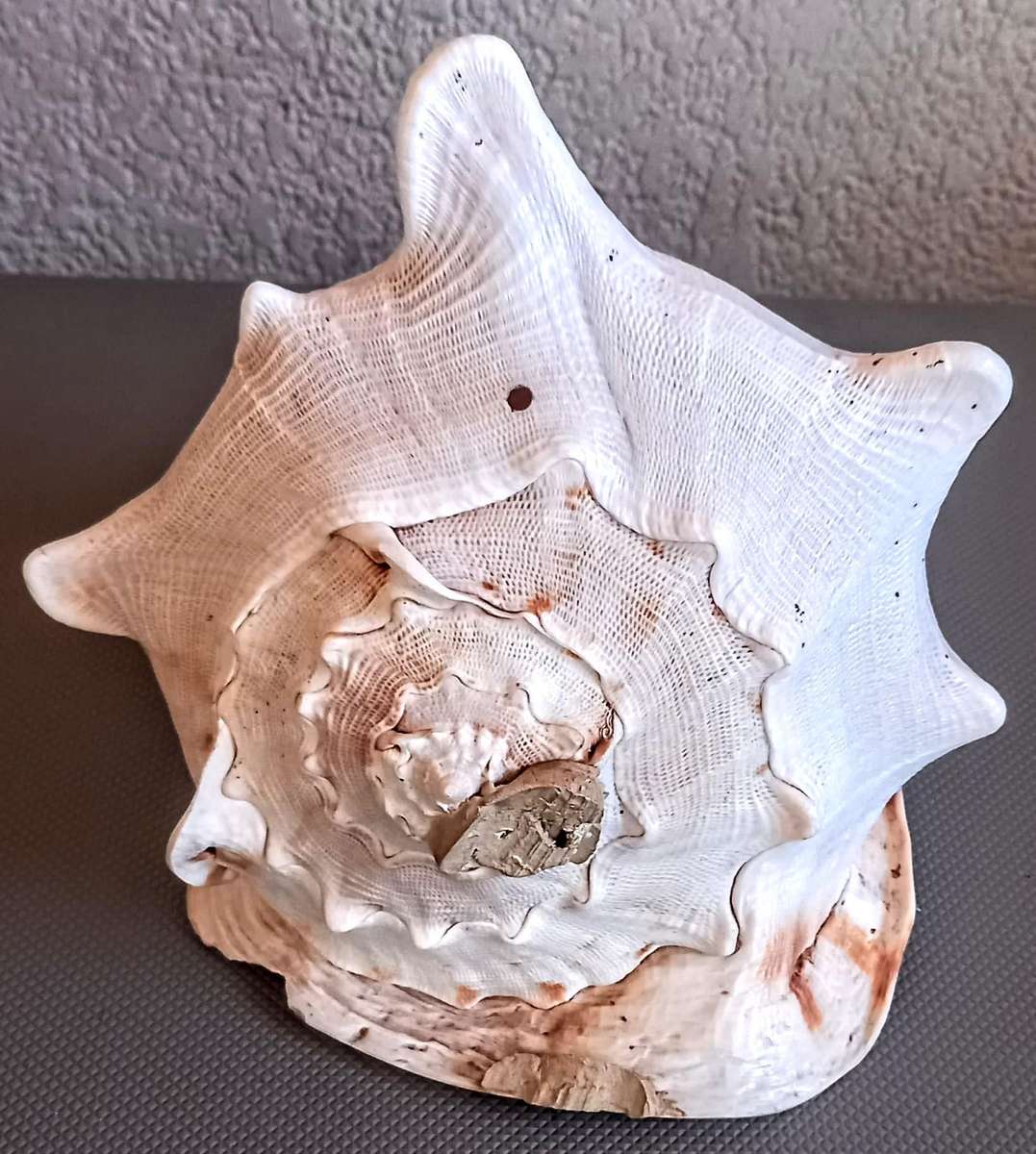 Beautiful Cassis Cornuta Helmet 26cm x 22cm Special color Sea shell