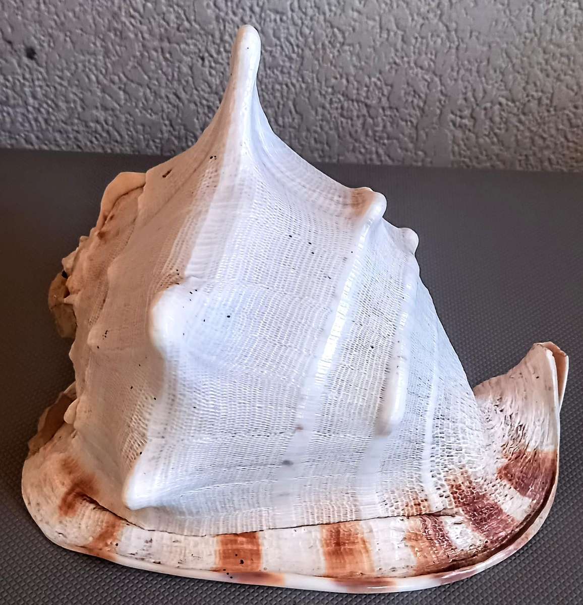 Beautiful Cassis Cornuta Helmet 26cm x 22cm Special color Sea shell