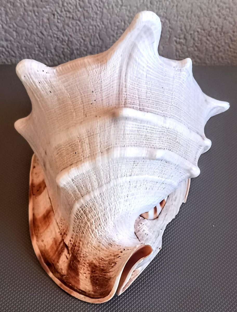 Beautiful Cassis Cornuta Helmet 26cm x 22cm Special color Sea shell