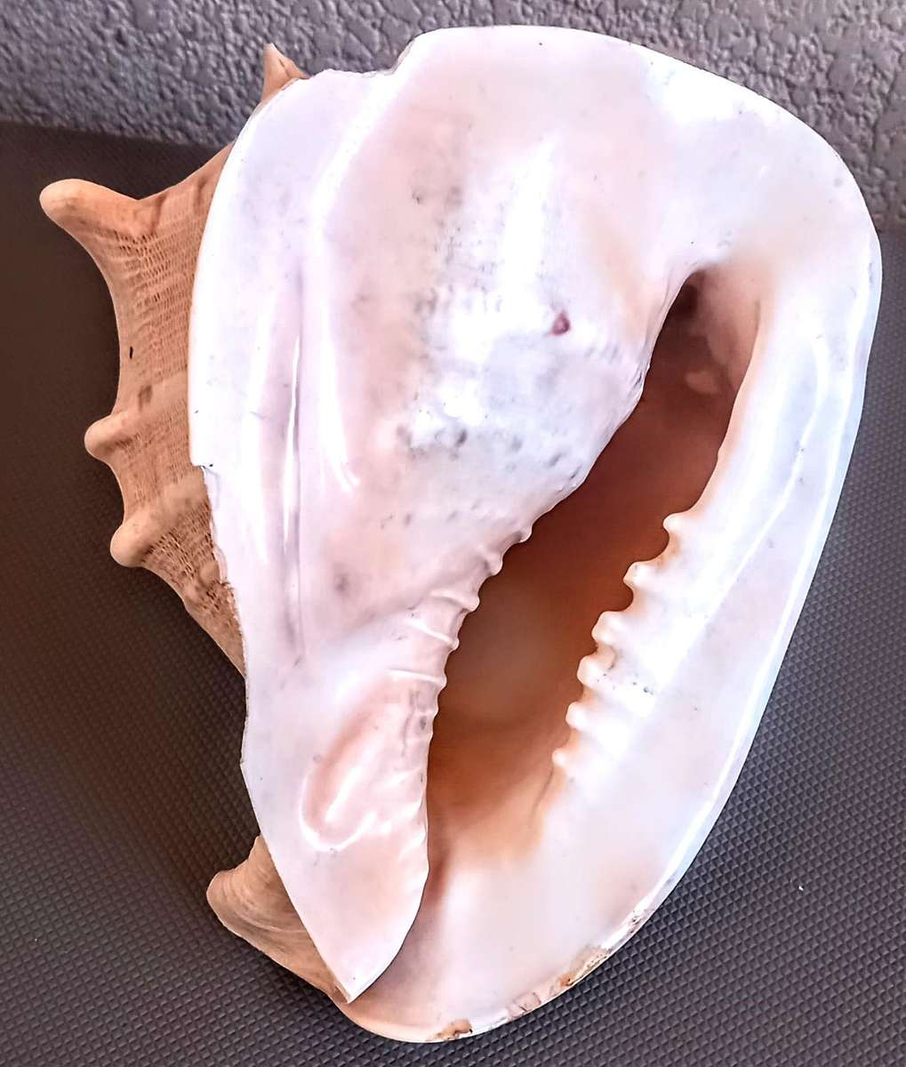 Beautiful Cassis Cornuta Helmet 26cm x 22cm Special color Sea shell