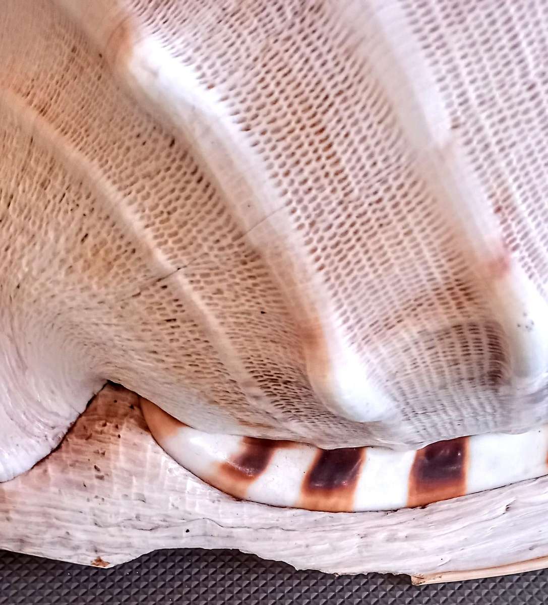 Beautiful Cassis Cornuta Helmet 26cm x 22cm Special color Sea shell