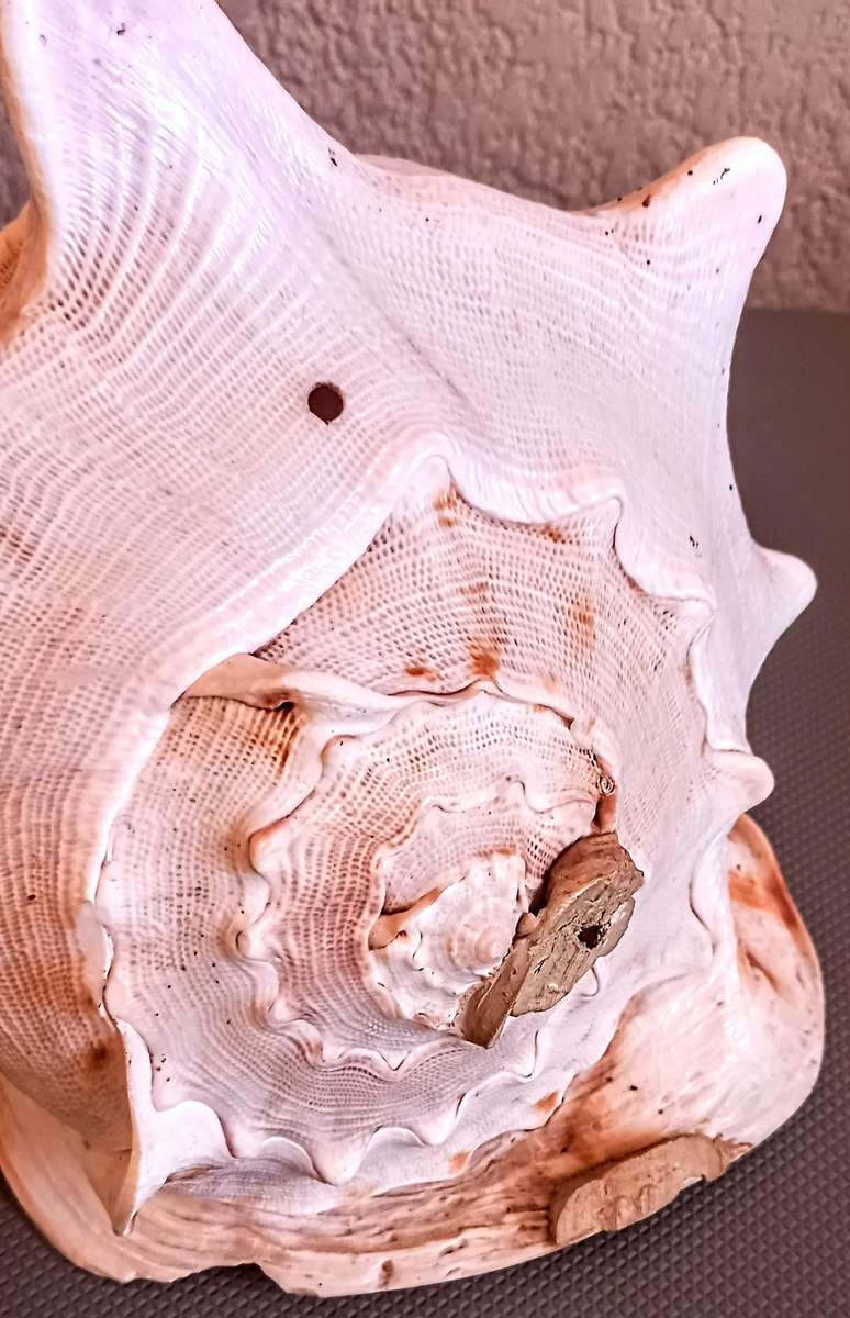 Beautiful Cassis Cornuta Helmet 26cm x 22cm Special color Sea shell