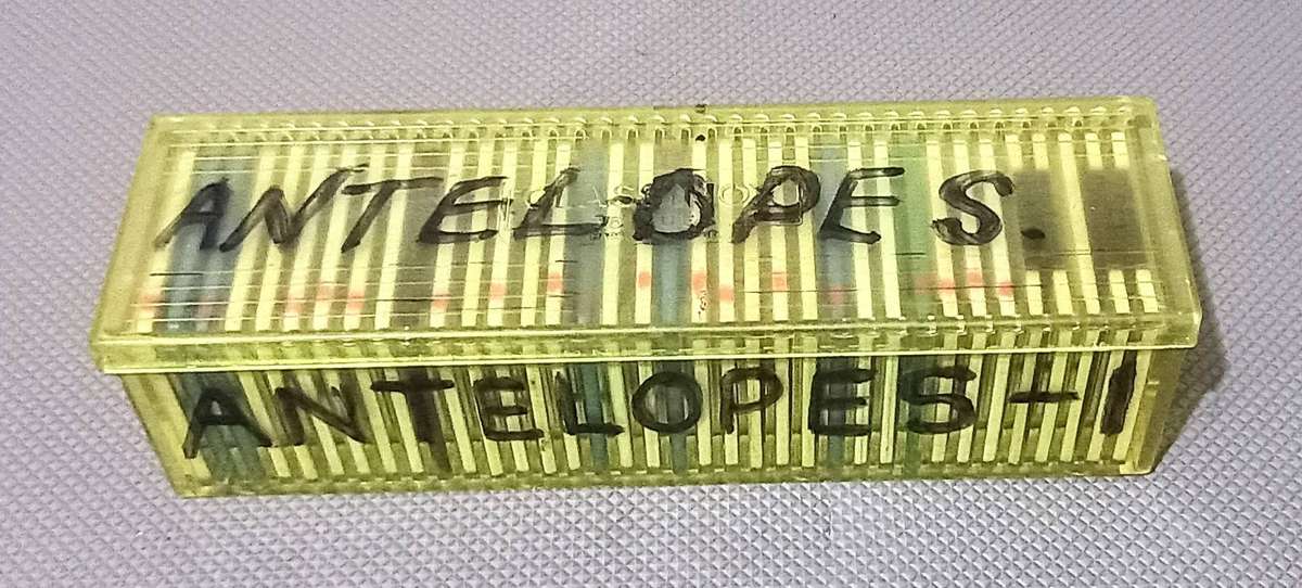 Vintage 35mm Film Slides Antelope in Holders