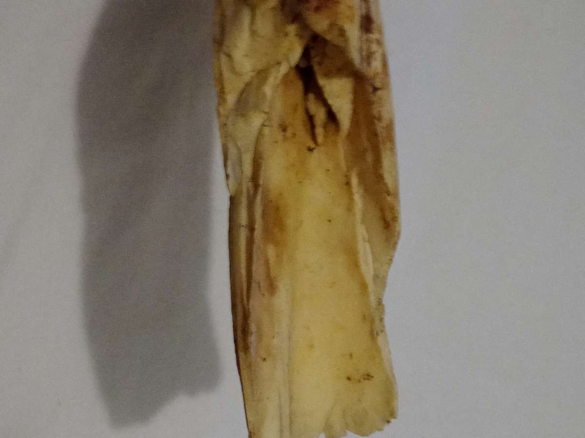 Vintage, Highly Collectable a Pair of Warthog Tusks,