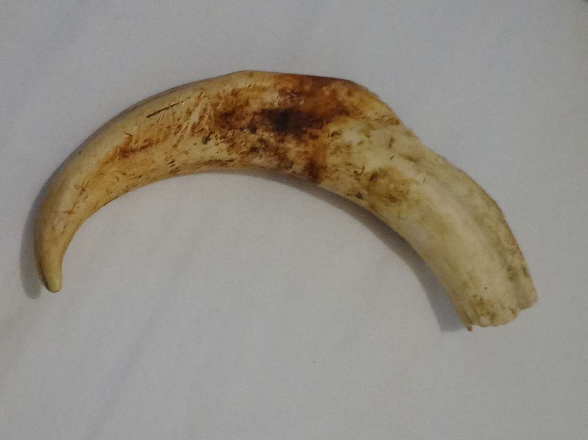 Vintage, Highly Collectable a Pair of Warthog Tusks,