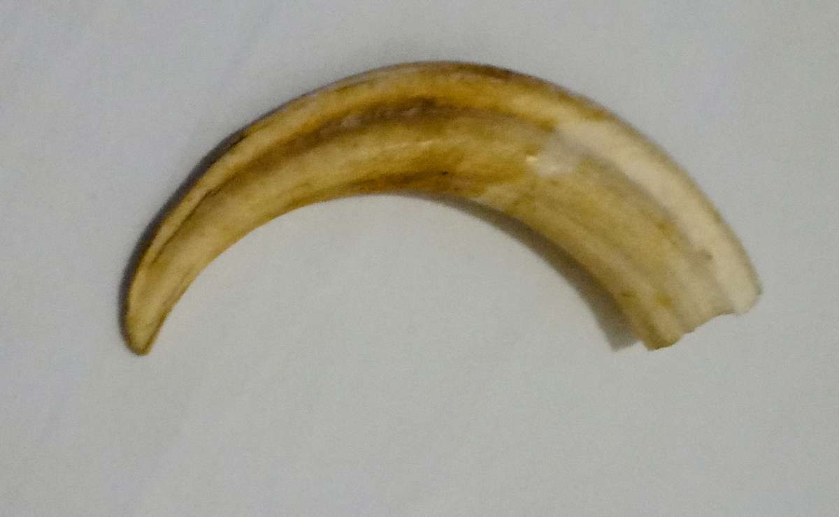 Vintage, Highly Collectable a Pair of Warthog Tusks,