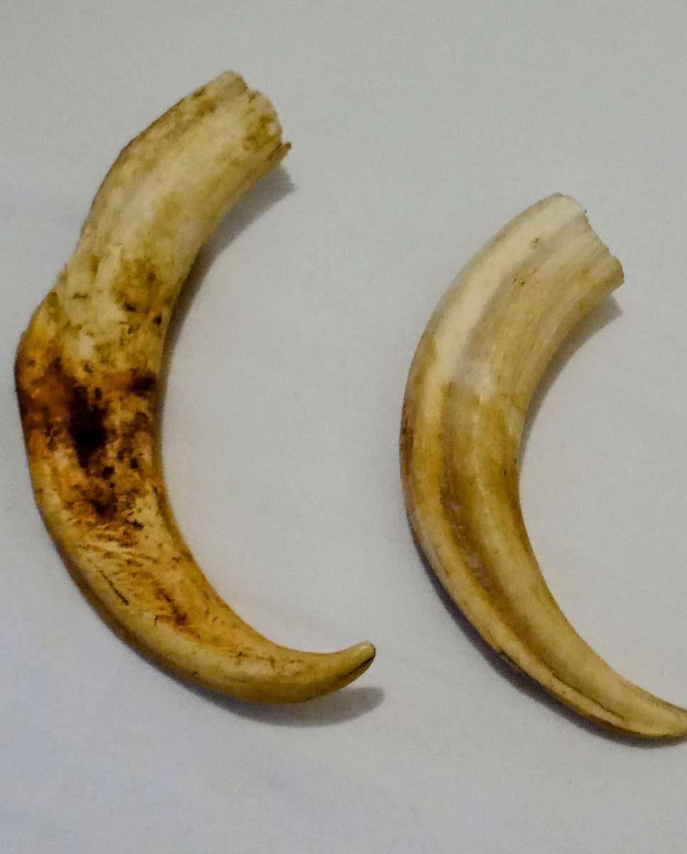 Vintage, Highly Collectable a Pair of Warthog Tusks,