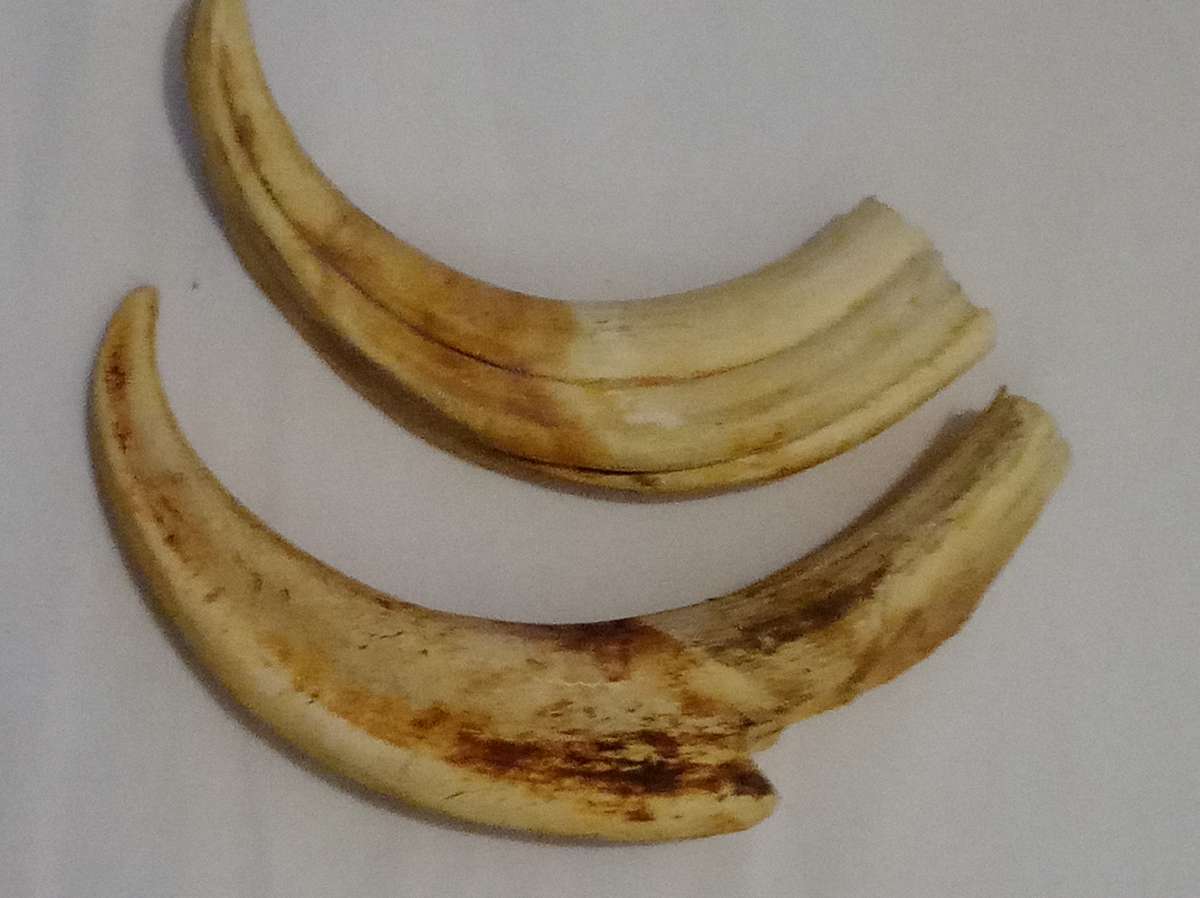 Vintage, Highly Collectable a Pair of Warthog Tusks,