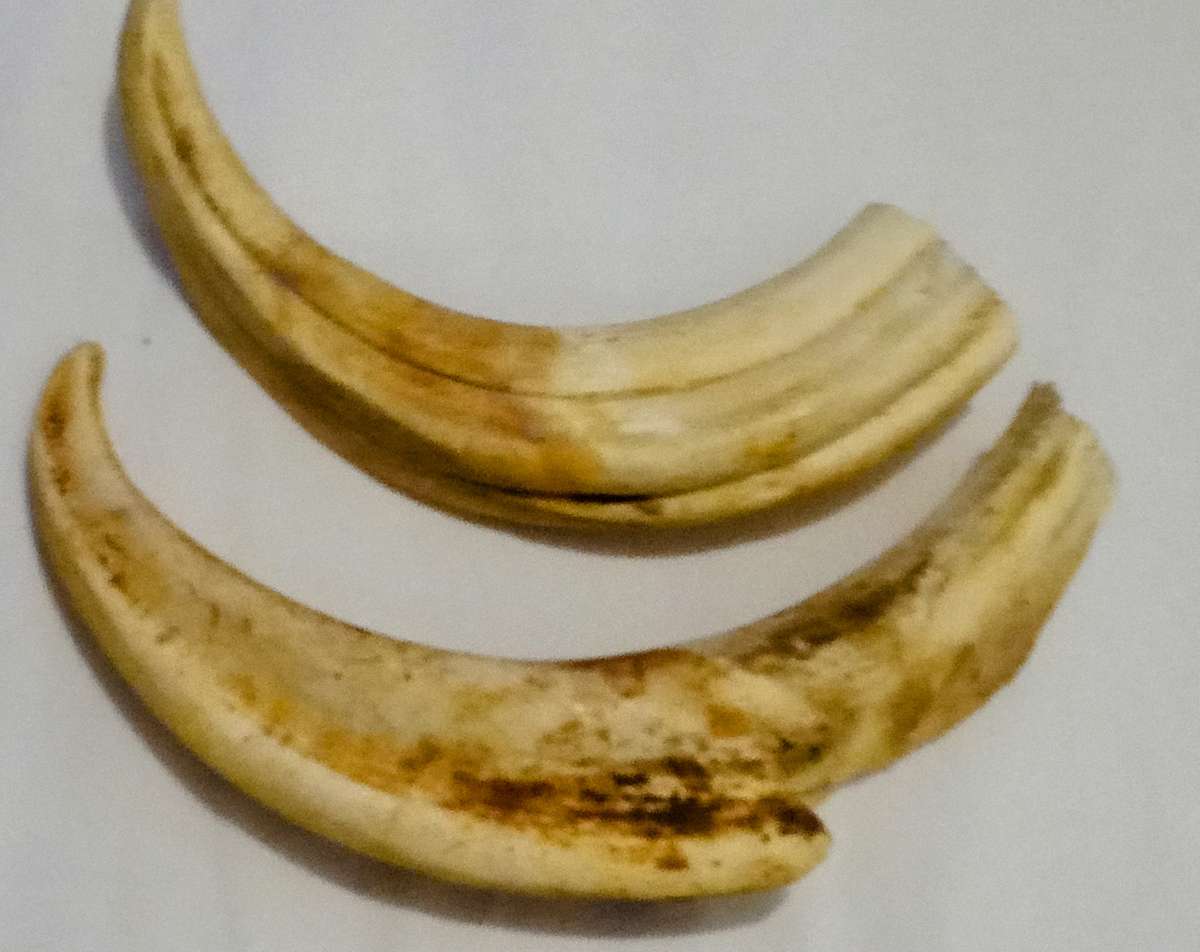 Vintage, Highly Collectable a Pair of Warthog Tusks,