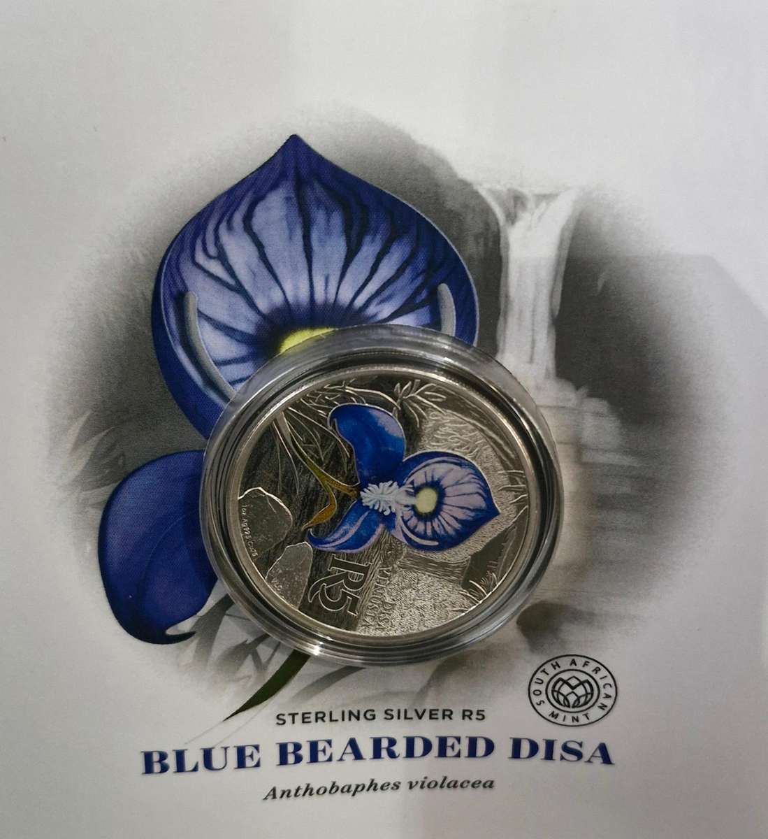 2016 Man and the Biosphere: Kogelberg Biosphere reserve: R5 Silver Blue Bearded Disa