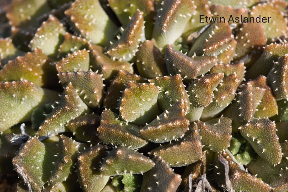 Aloinopsis setifera - Kliprand - 50 seeds