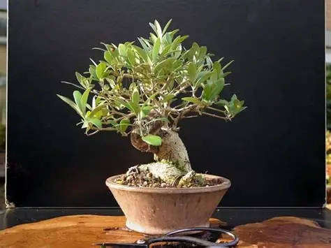 Wild Olive (Olea europaea ssp. africana) - 20 seeds