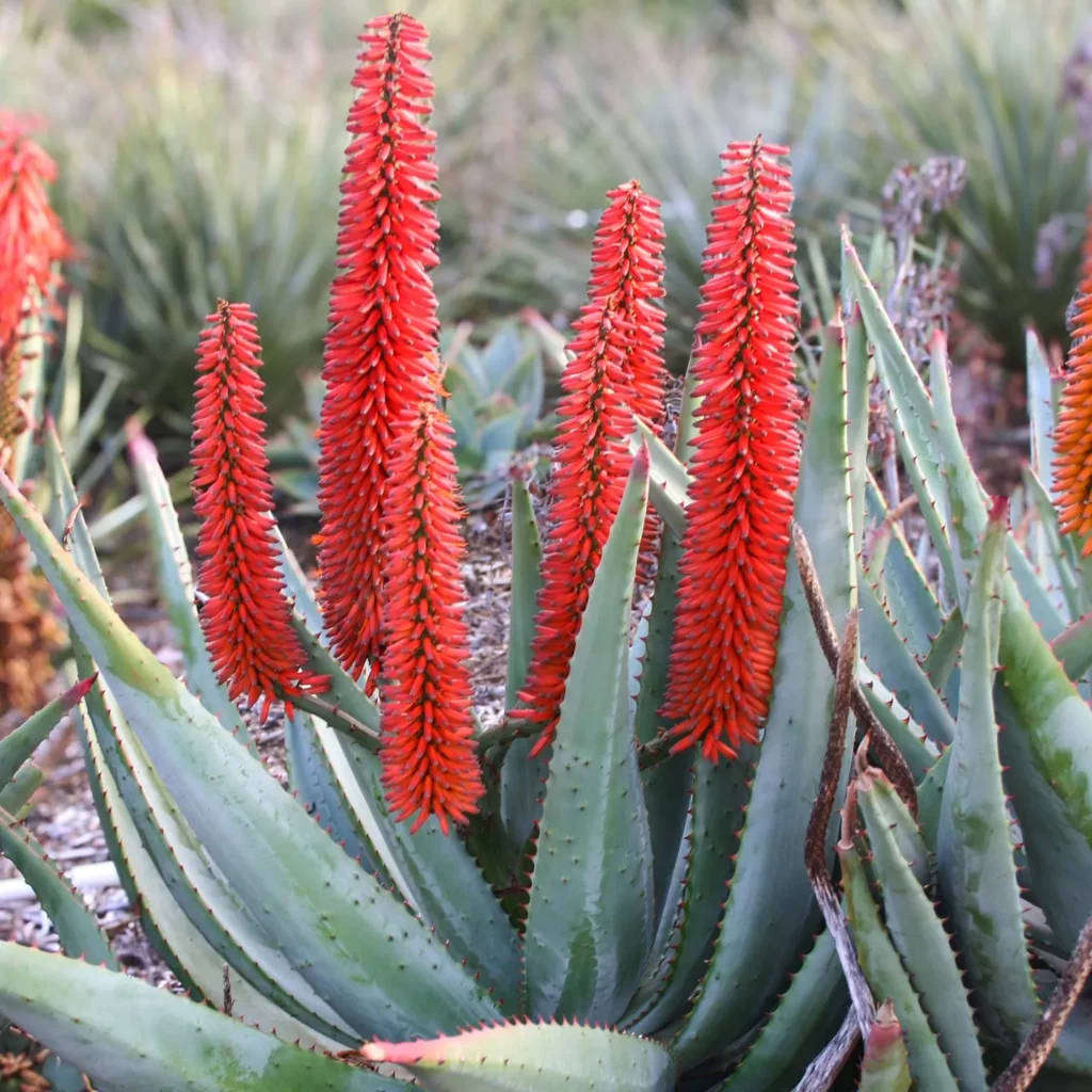 Cape Aloe (Aloe ferox) - 50 seeds