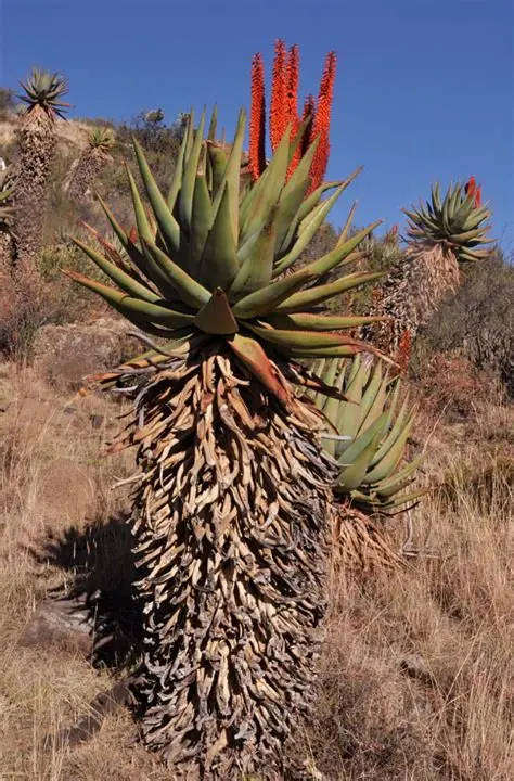 Cape Aloe (Aloe ferox) - 50 seeds