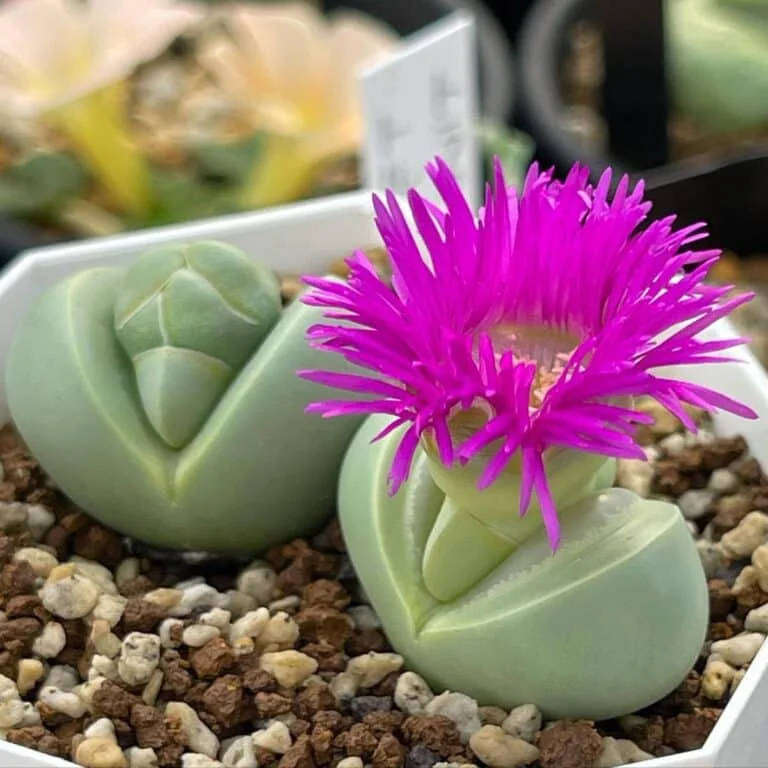 Argyroderma pearsonii - 50 seeds