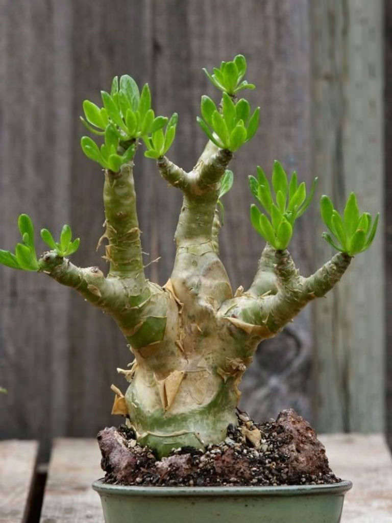 Botterboom (Tylecodon paniculatus) - 50 seeds
