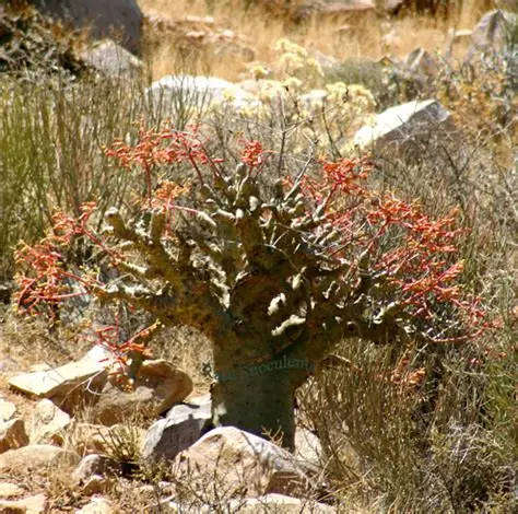 Botterboom (Tylecodon paniculatus) - 50 seeds