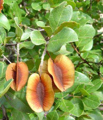 Combretum hereroense - 10 seeds