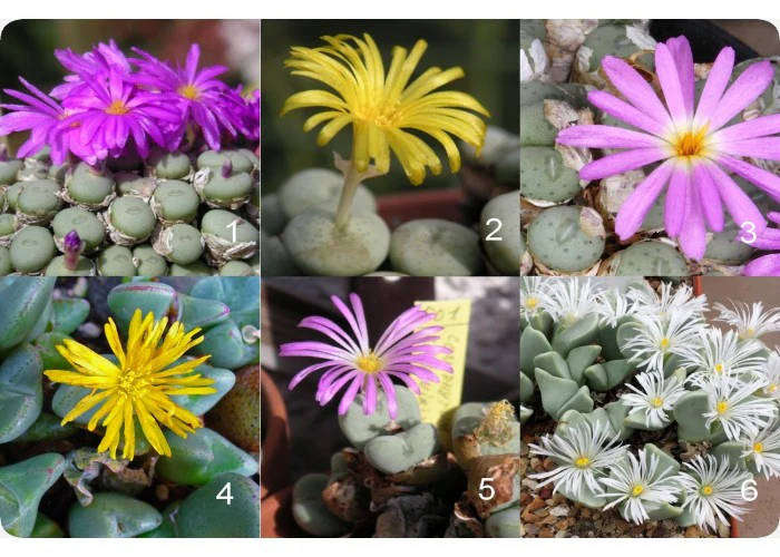 Conophytum mixed - 50 seeds