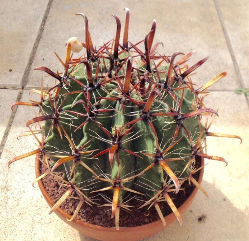 Ferocactus herrerae - 50 seeds