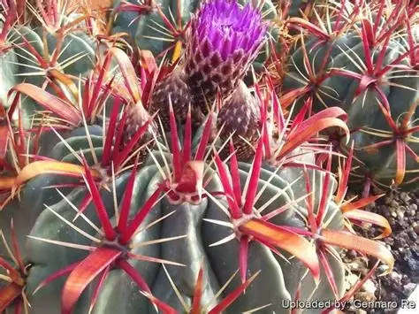 Ferocactus latispinus - 50 seeds