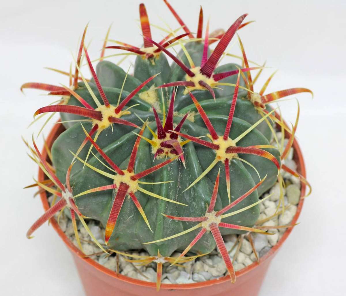 Ferocactus latispinus - 50 seeds