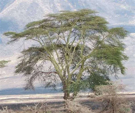 Fever Tree (Vachellia xanthophloea) - 20 seeds