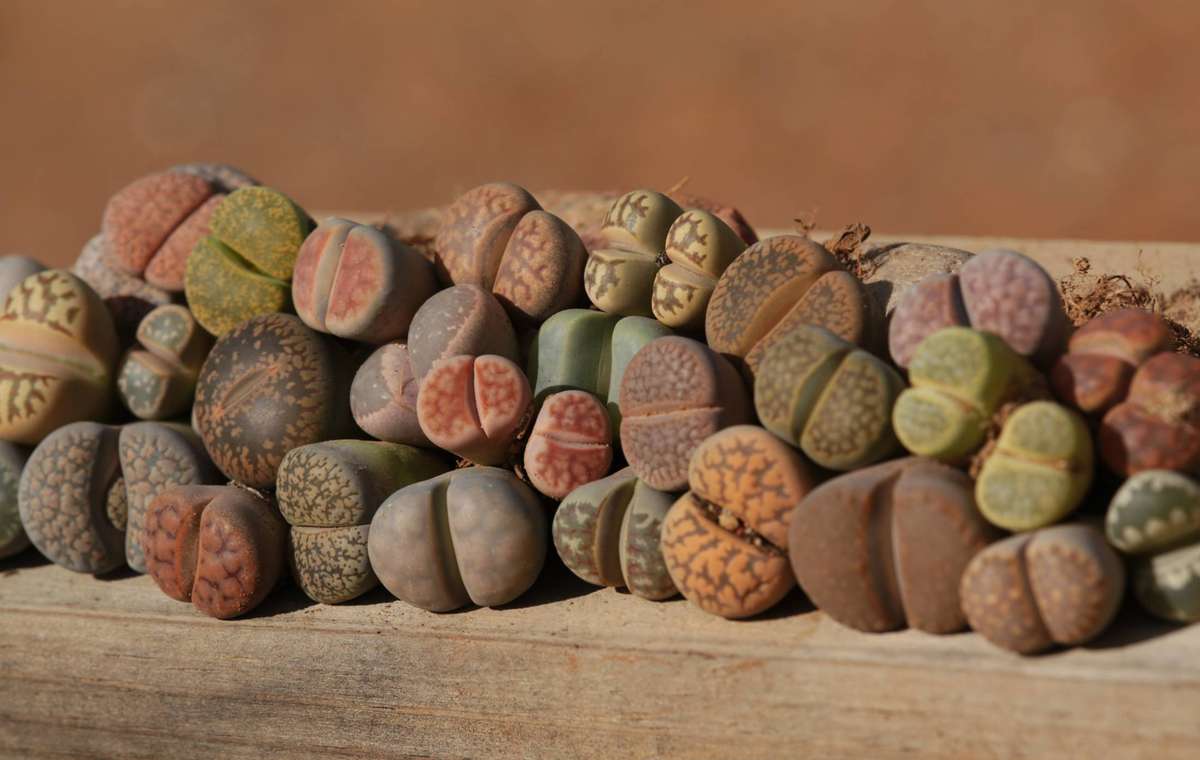 Lithops mixed - 50 seeds