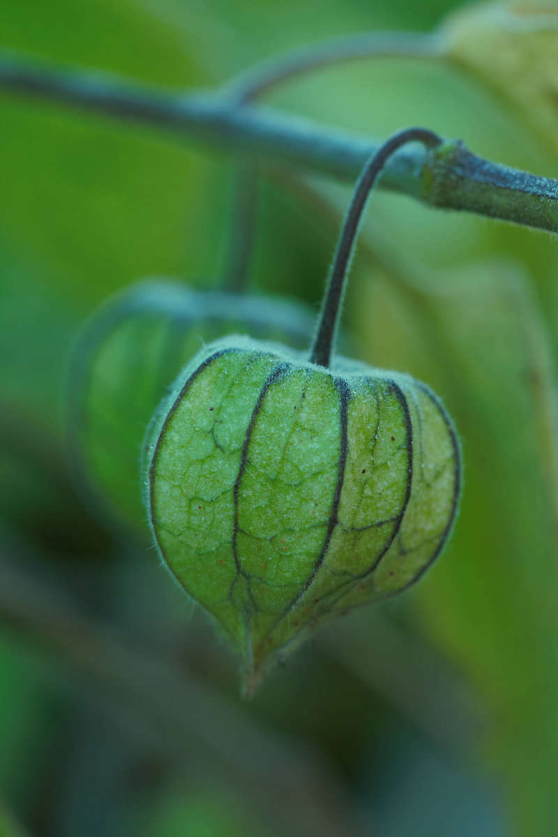 Cape Goosberry - 50 seeds