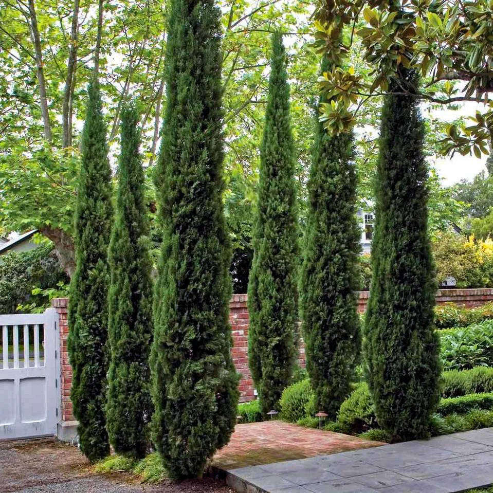 Italian Cypress (Cupressus sempervirens) - 20 seeds