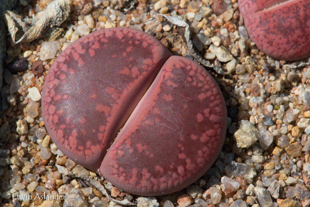 Lithops aucampiae Rudesheim Ruby - 20 seeds