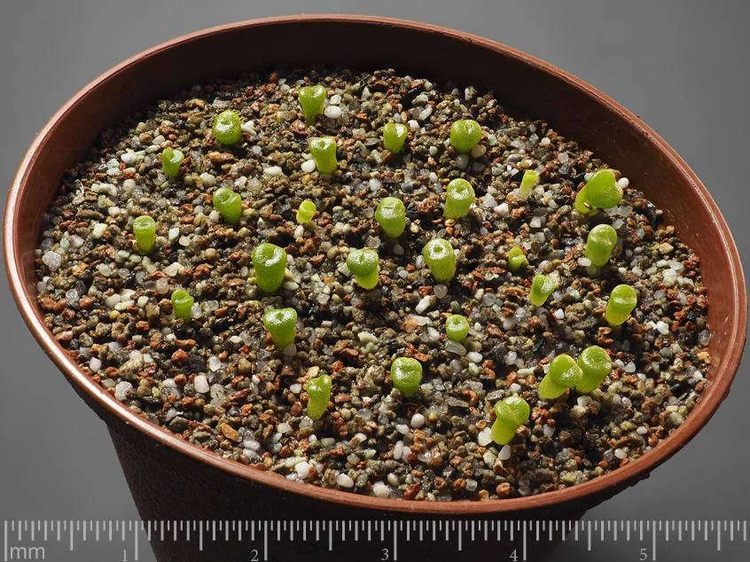 Lithops meyeri - 50 seeds