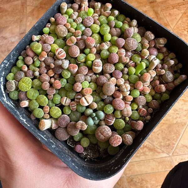Lithops mixed - 50 seeds