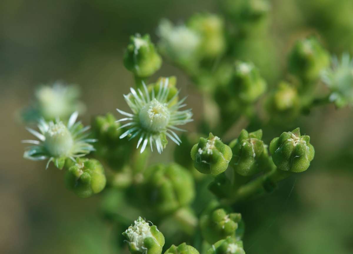 Mestoklema tuberosum - 20 seeds