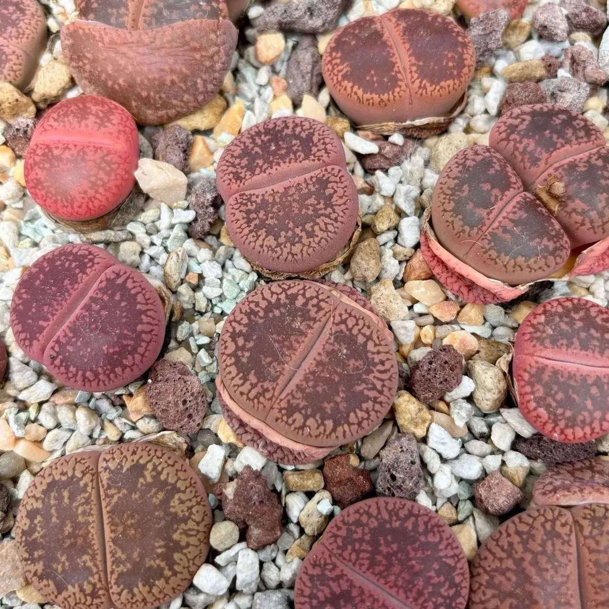 Lithops aucampiae Rudesheim Ruby - 20 seeds
