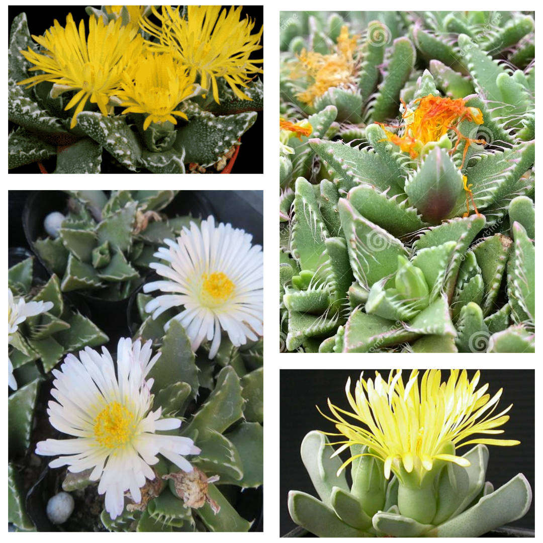 Faucaria, TigerJjaw Succulent (mixed species) - 50 seeds