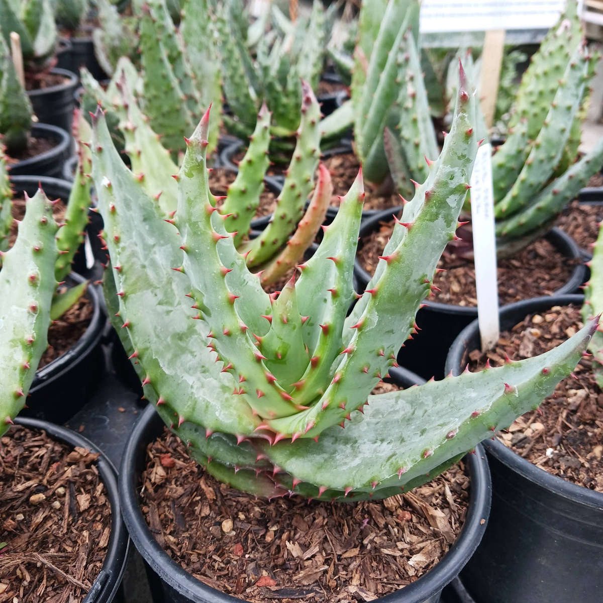 Cape Aloe (Aloe ferox) - 50 seeds