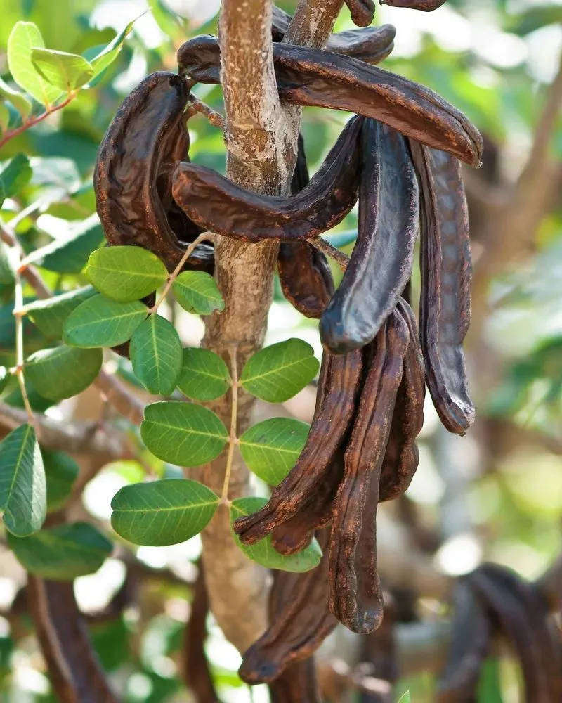 Carob Tree (Ceratonia siliqua) - 20 seeds