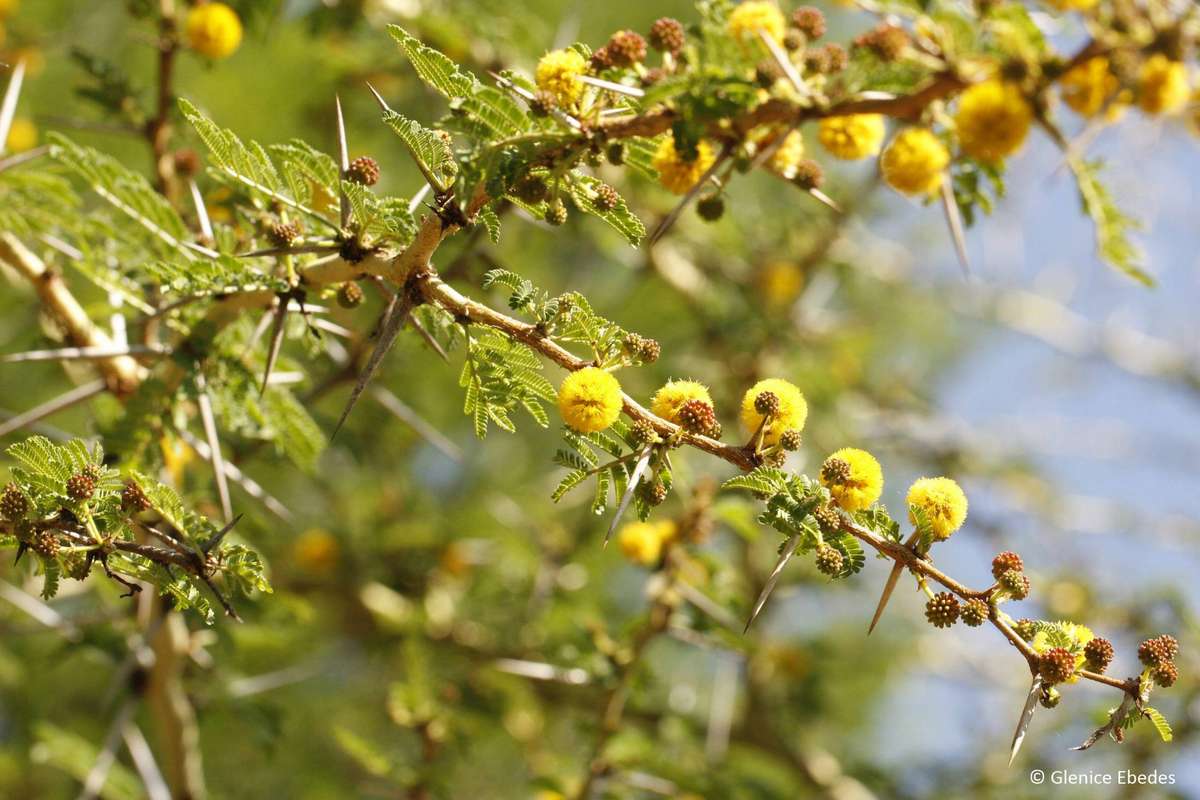 Fever Tree (Vachellia xanthophloea) - 20 seeds