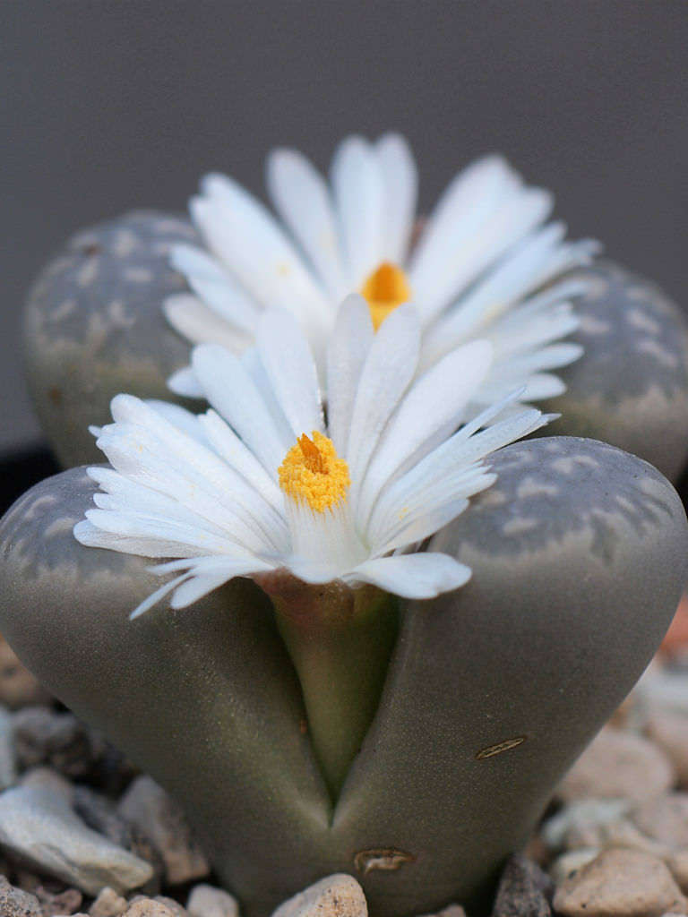 Lithops marmorata - 50 seeds