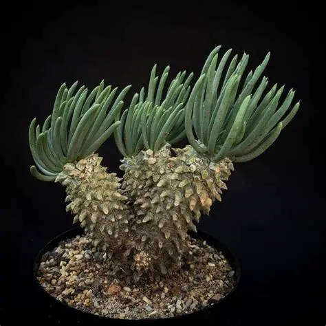 Tylecodon walichii - 50 seeds